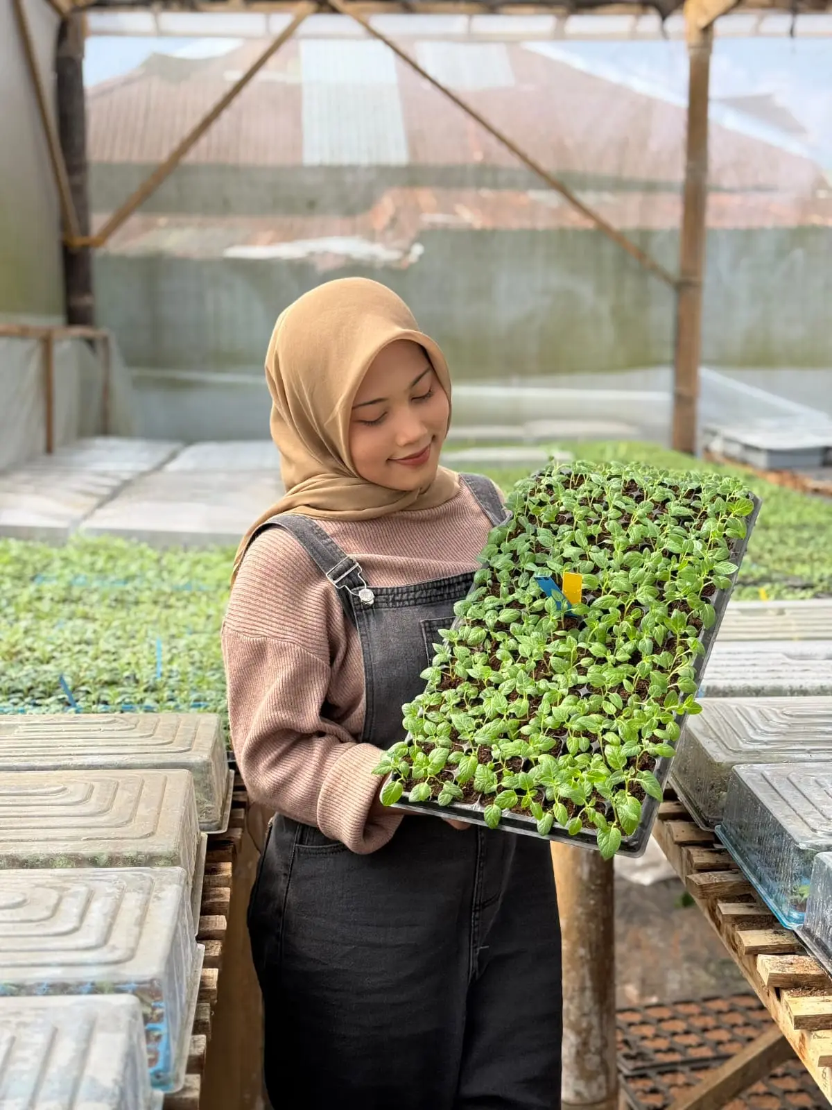 Perbanyakan Bibit Kentang melalui Stek
