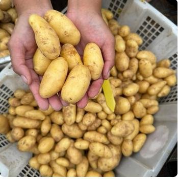 Bibit kentang berkualitas varietas Agria G-2 untuk keripik - M