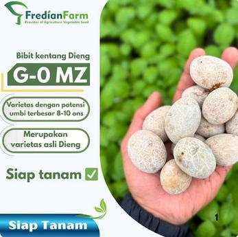Bibit kentang G0 MZ kultur jaringan siap tanam isi 100 butir potensi hasil tinggi - L